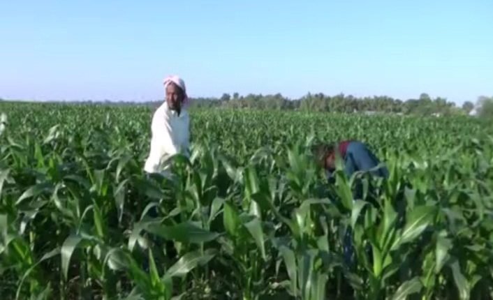 হাজোৰ চৰাঞ্চলত মাকৈ খেতিৰে নতুন বিপ্লৱ