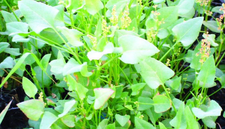 চুকা শাক