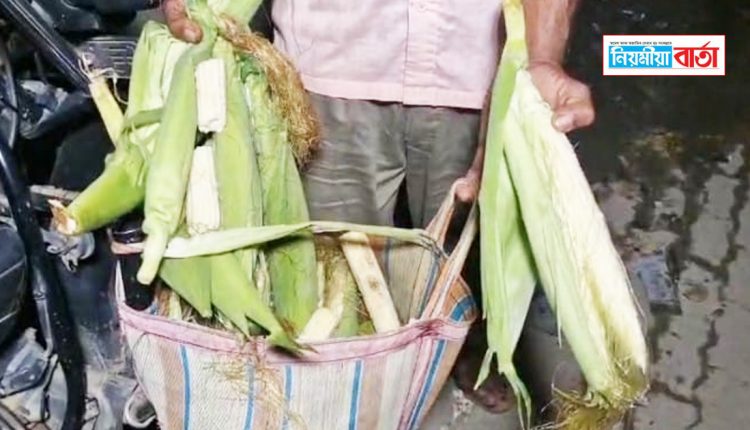 Maize cultivation