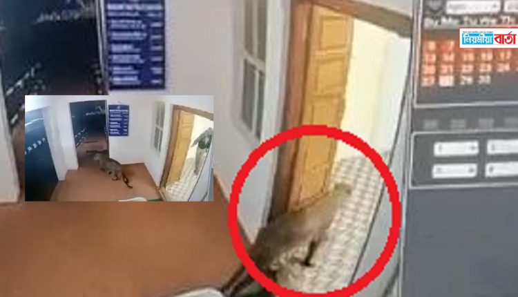 The leopard entered the police station from inside the forest