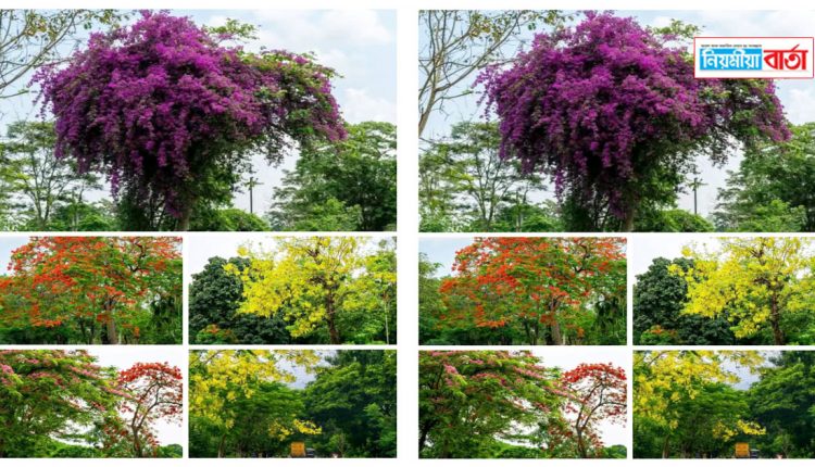 colorful flowers in the sky of Nagaon