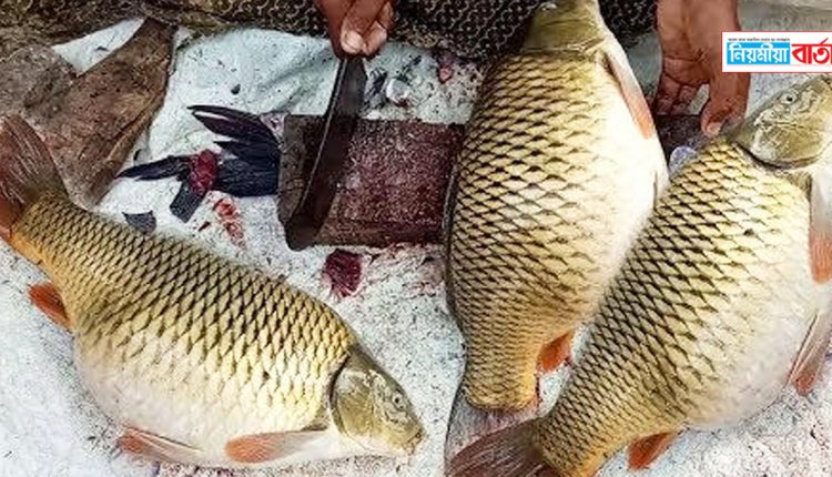 fish in the West Nalbari area