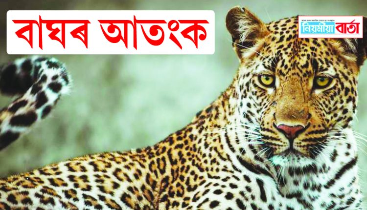 leaopard attack at dibrugarh