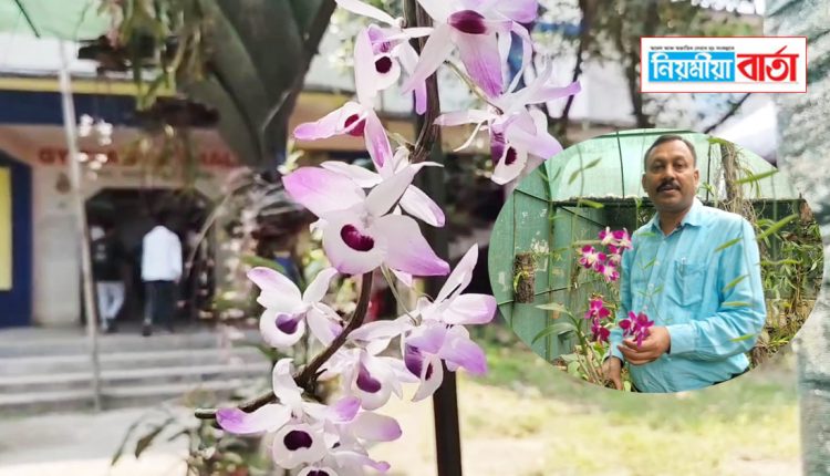 orchid farm at silapathaer collage