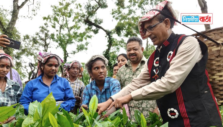 sibraj chouhan at assam tea garden