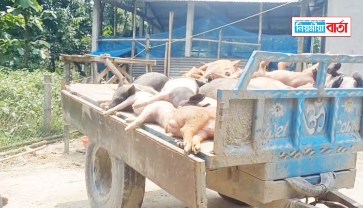 swine fever at chengabarpeta