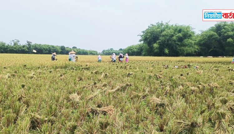 paddy at upper assam