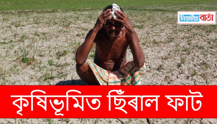 farmar