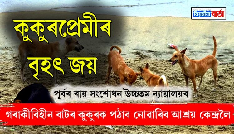 Dog lovers win, stray dogs cannot be sent to shelters