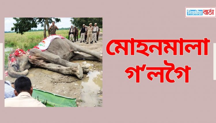 mohan